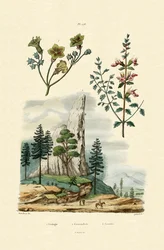Geologie